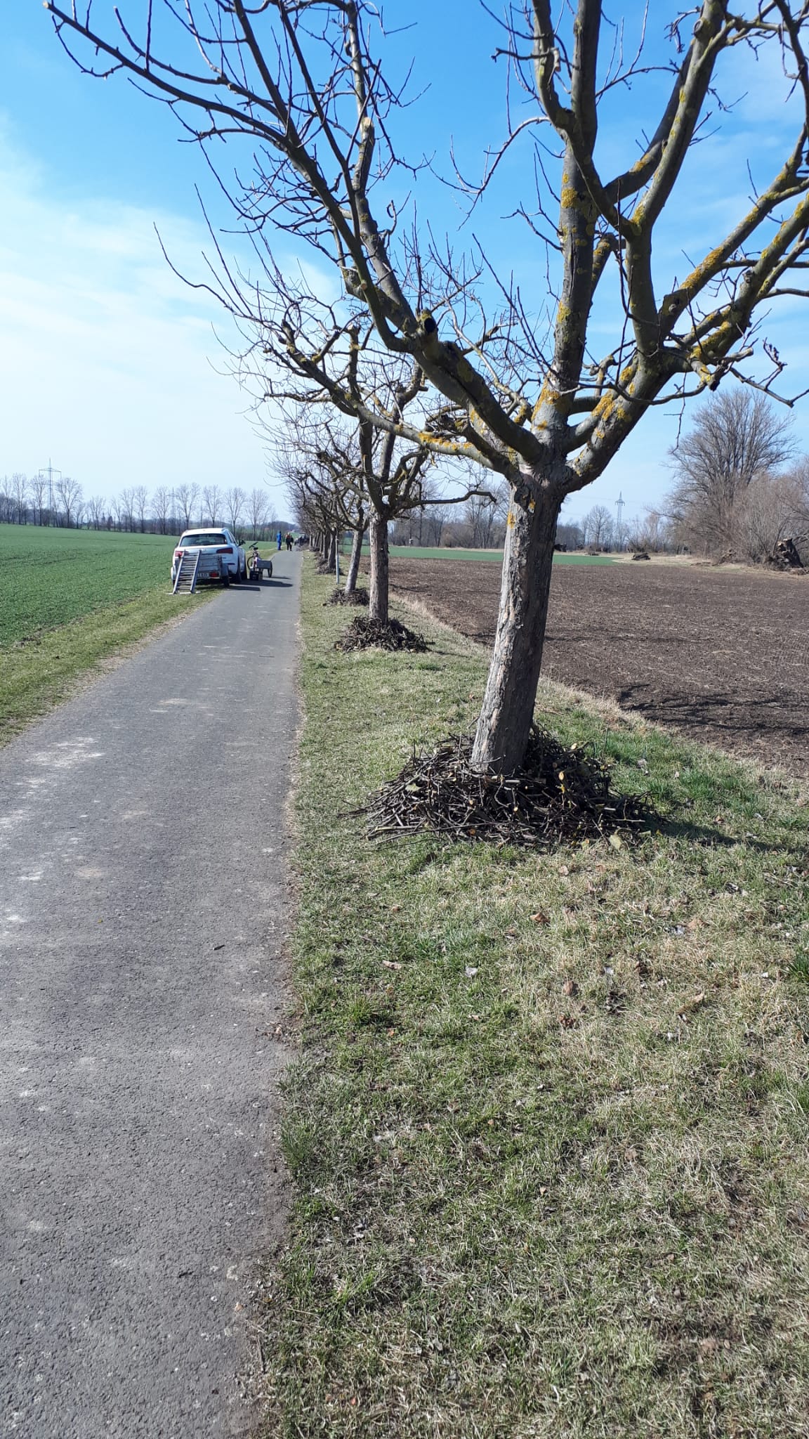 Baumschnitt am Laurawanderweg in Vippachedelhausen